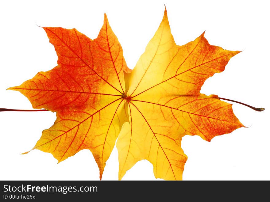 Autumn maple leaves isolated on white background