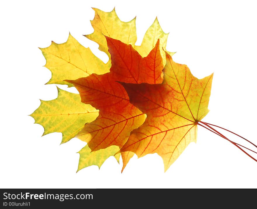 Autumn maple leaves isolated on white background