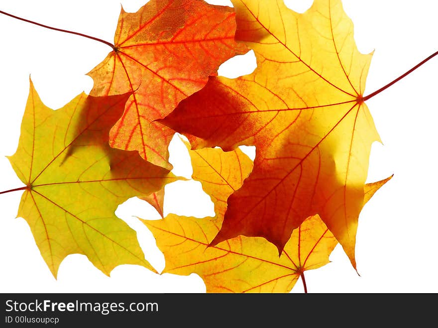 Autumn maple leaves isolated on white background