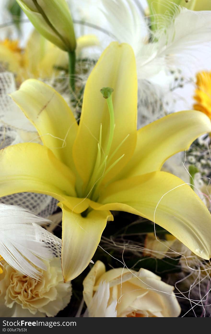 Beautiful flowers on white background