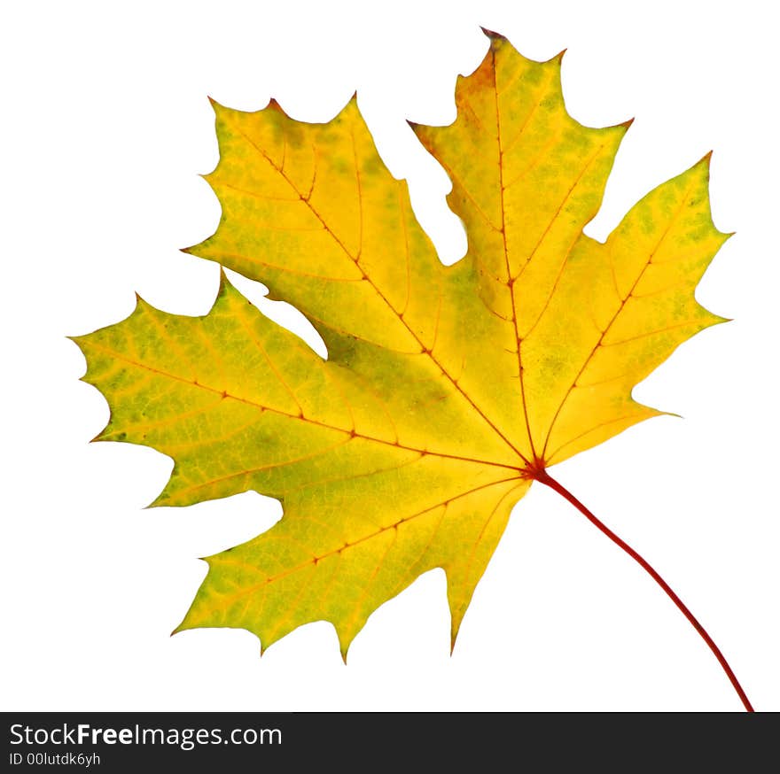 Autumn maple leaf isolated on white background