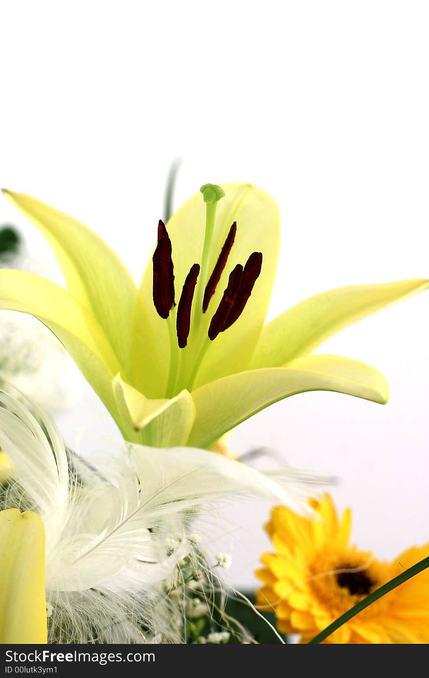 Beautiful flowers on white background