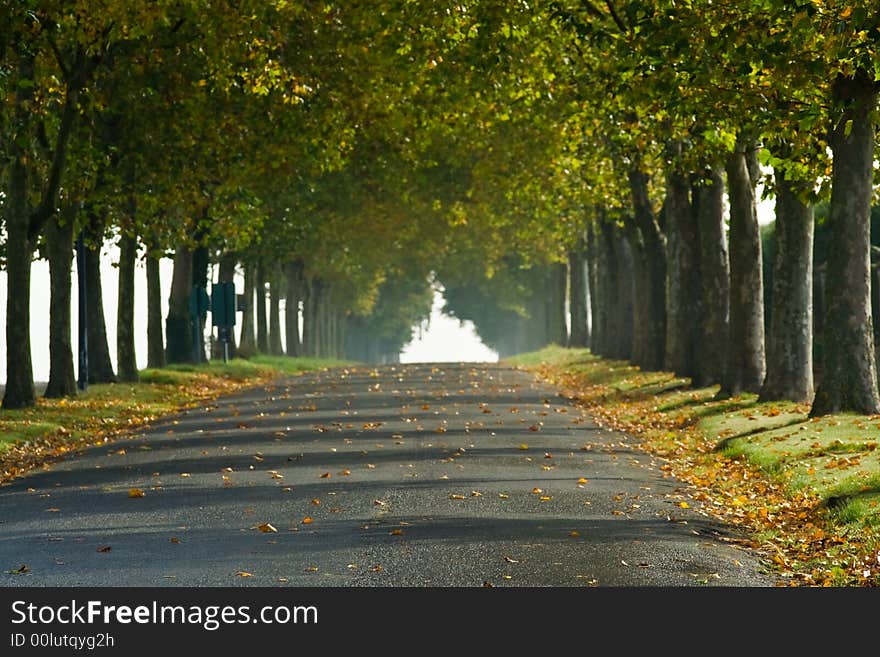 A tree-lined country lane in rural France, fades into the morning sun of early Fall. A tree-lined country lane in rural France, fades into the morning sun of early Fall.