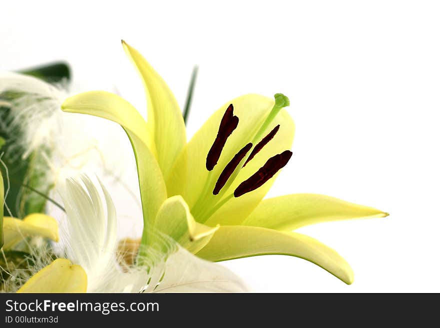 Beautiful flowers on white background