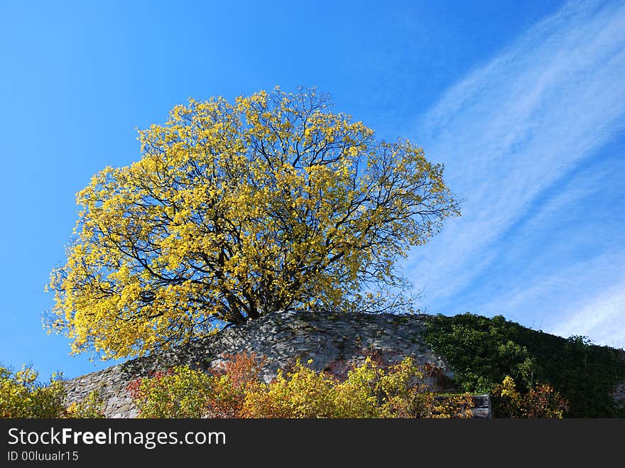 Tree on rock. Sky with clouds in background