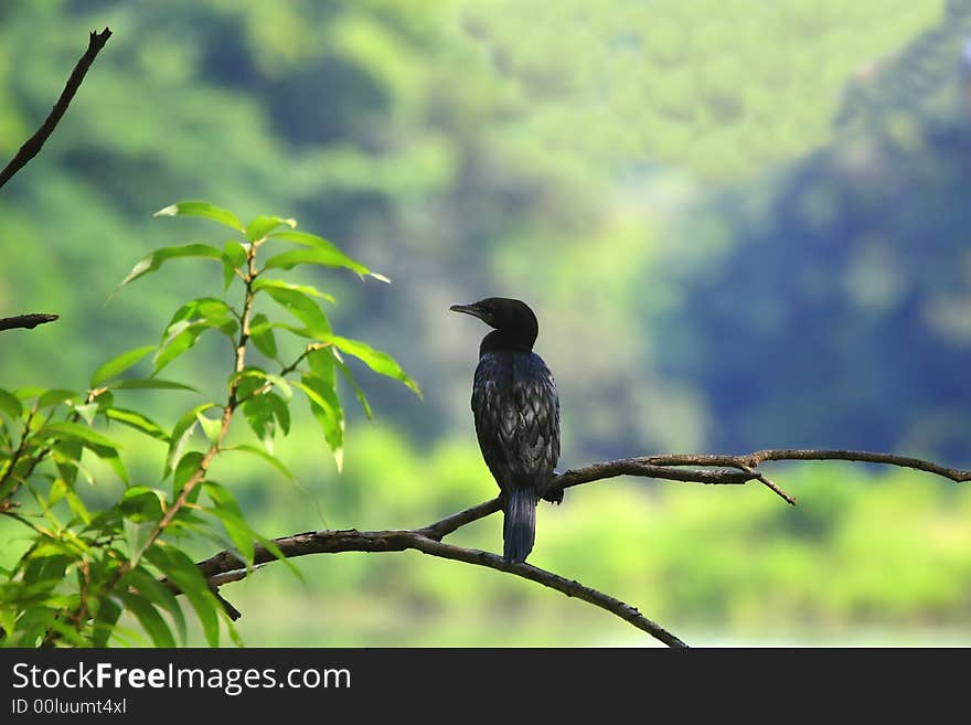 This a black duck on perch and enjoying the sun and may be watching the prey's closely