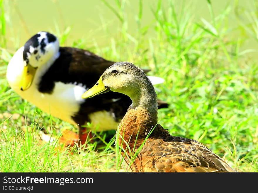 Wild Ducks on the meadow