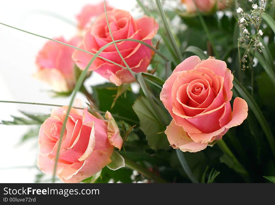 Beautiful flowers on white background