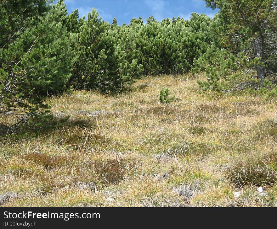 Landscape in nature with trees and grass. Landscape in nature with trees and grass