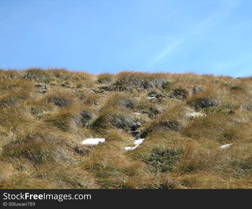 Landscape in nature with trees and grass. Landscape in nature with trees and grass