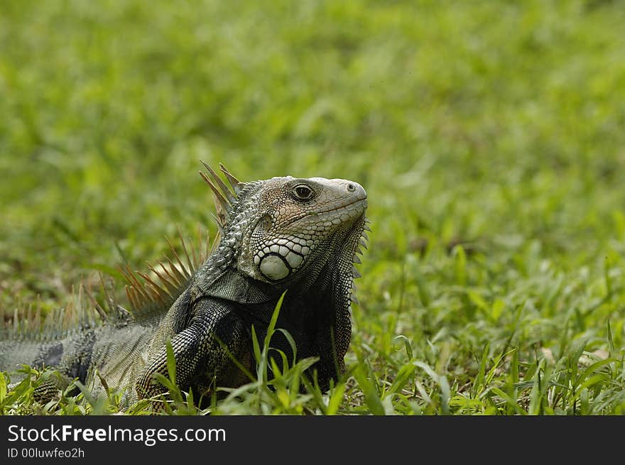 An iguana in a grass field on the Sinú river bank near Monteria, Cordoba, Colombia. An iguana in a grass field on the Sinú river bank near Monteria, Cordoba, Colombia.