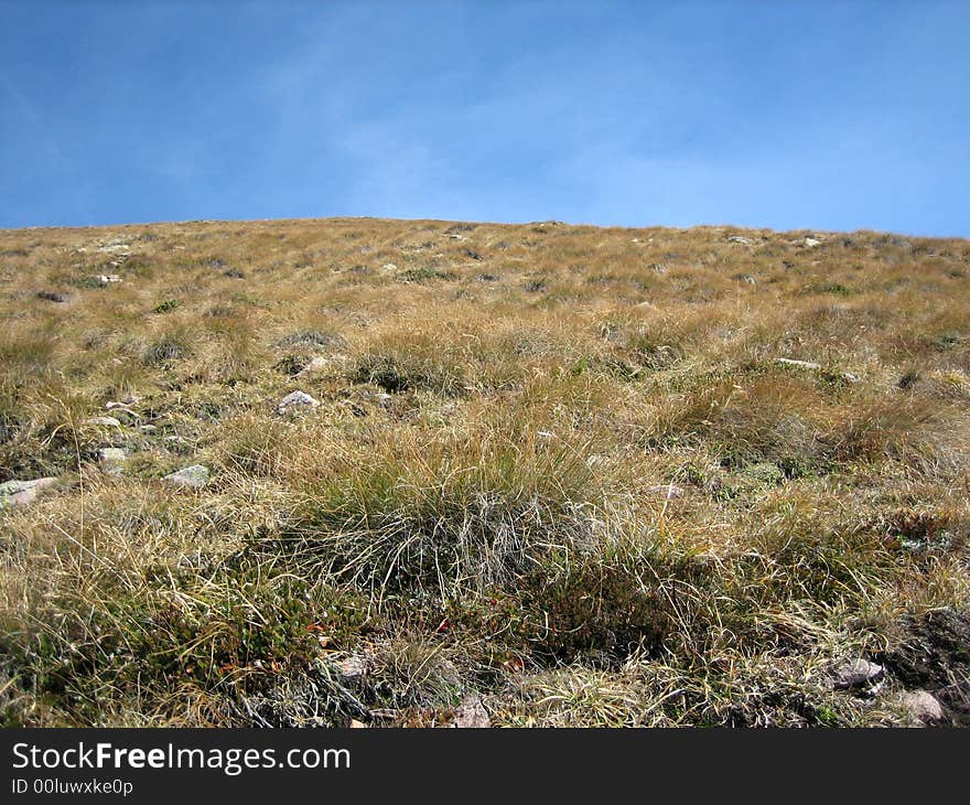 Landscape in nature with trees and grass. Landscape in nature with trees and grass