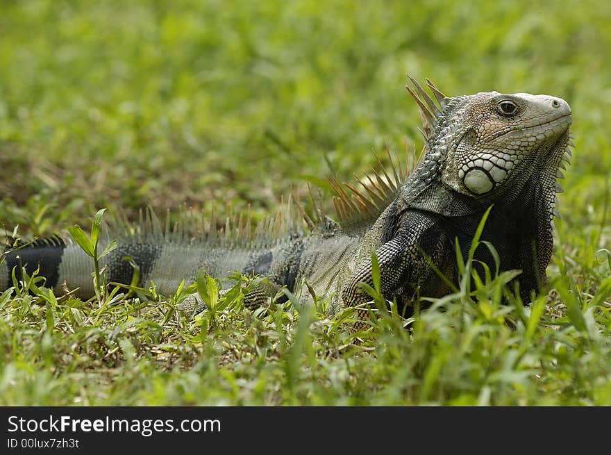 An iguana in a grass field on the Sinú river bank near Monteria, Cordoba, Colombia. An iguana in a grass field on the Sinú river bank near Monteria, Cordoba, Colombia.