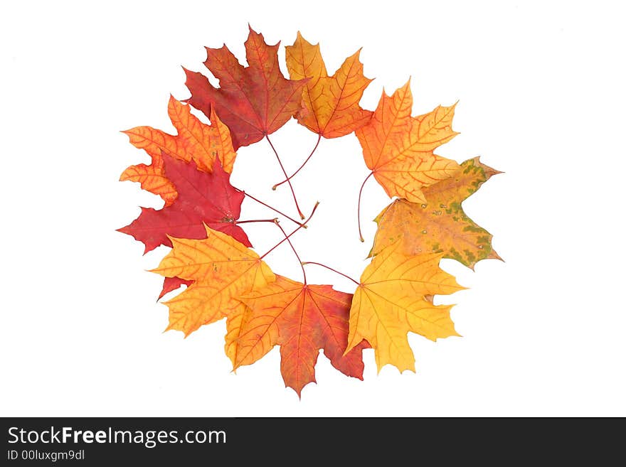 Composition from maple leaves on a white background . Composition from maple leaves on a white background