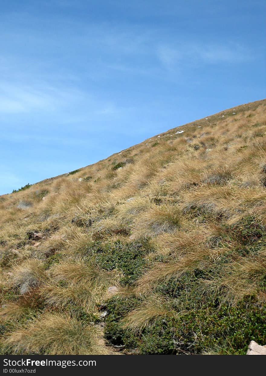 Landscape in nature with trees and grass. Landscape in nature with trees and grass