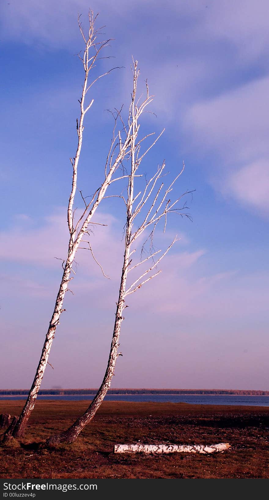 Dry trees