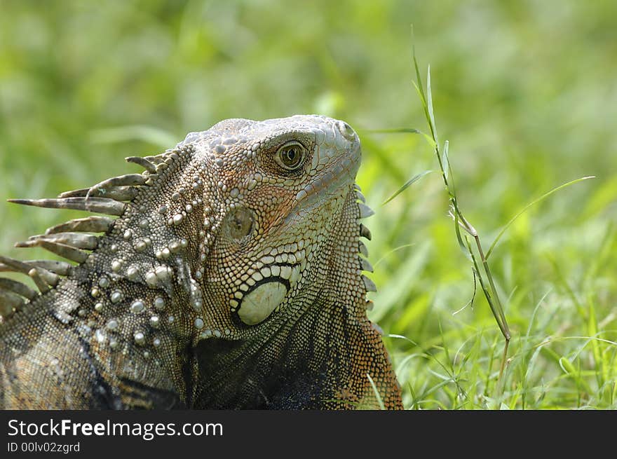 An iguana in a grass field on the Sinú river bank near Monteria, Cordoba, Colombia. An iguana in a grass field on the Sinú river bank near Monteria, Cordoba, Colombia.