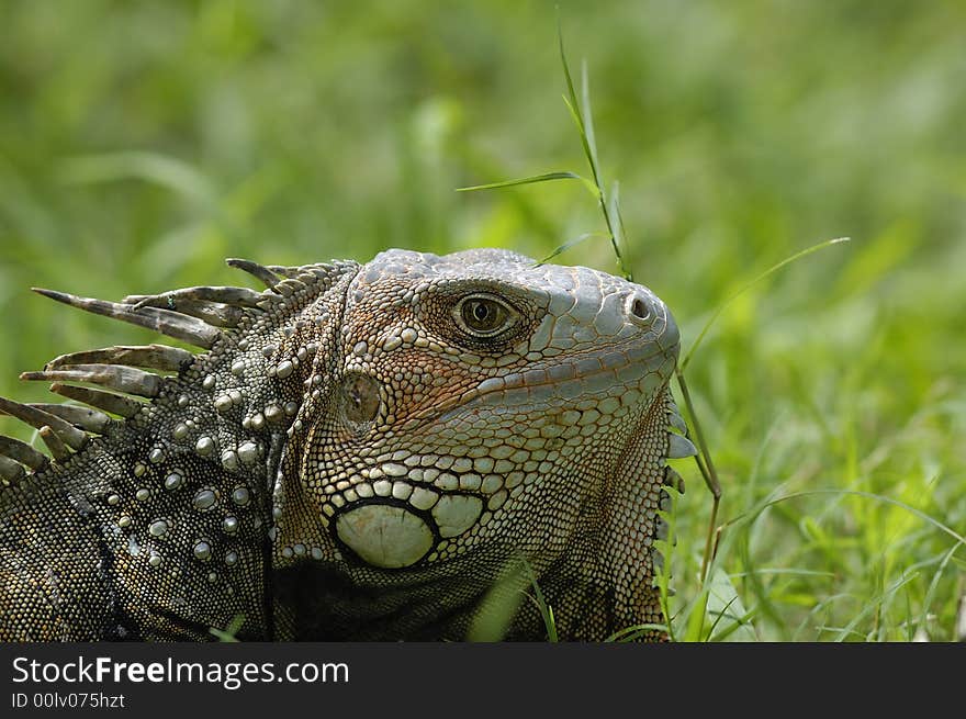 An iguana in a grass field on the Sinú river bank near Monteria, Cordoba, Colombia. An iguana in a grass field on the Sinú river bank near Monteria, Cordoba, Colombia.