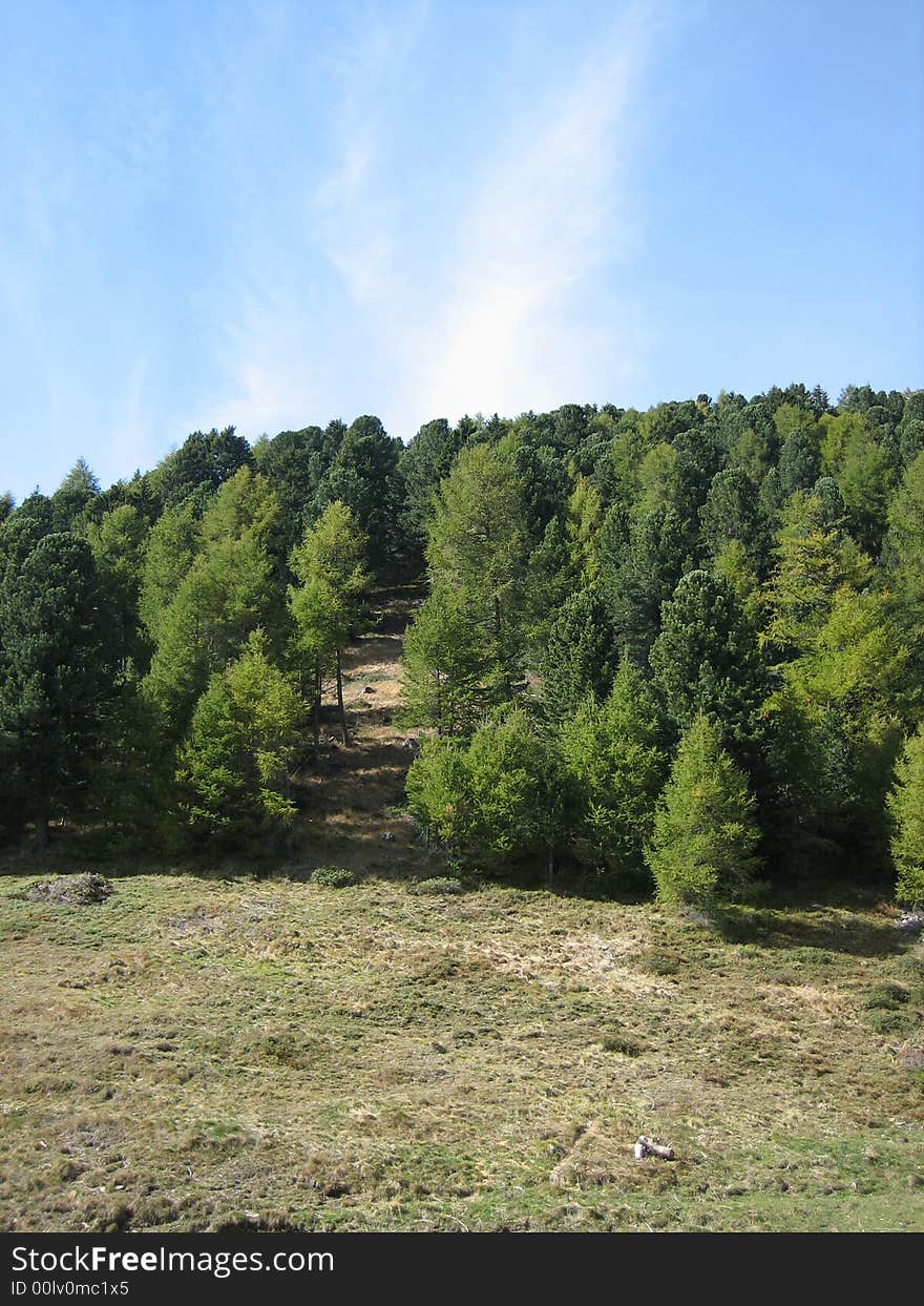 Landscape in nature with trees and grass. Landscape in nature with trees and grass