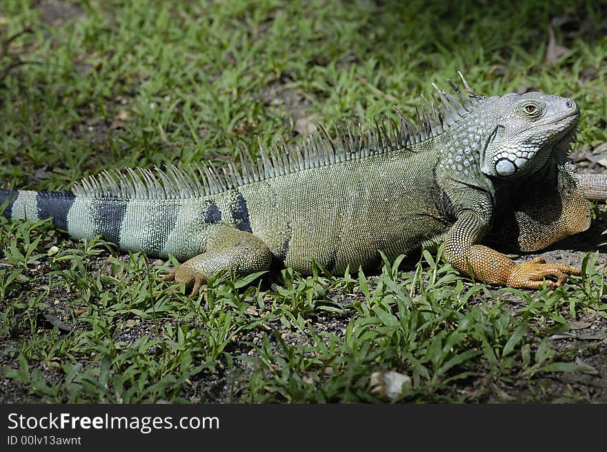 An iguana in a grass field on the Sinú river bank near Monteria, Cordoba, Colombia. An iguana in a grass field on the Sinú river bank near Monteria, Cordoba, Colombia.