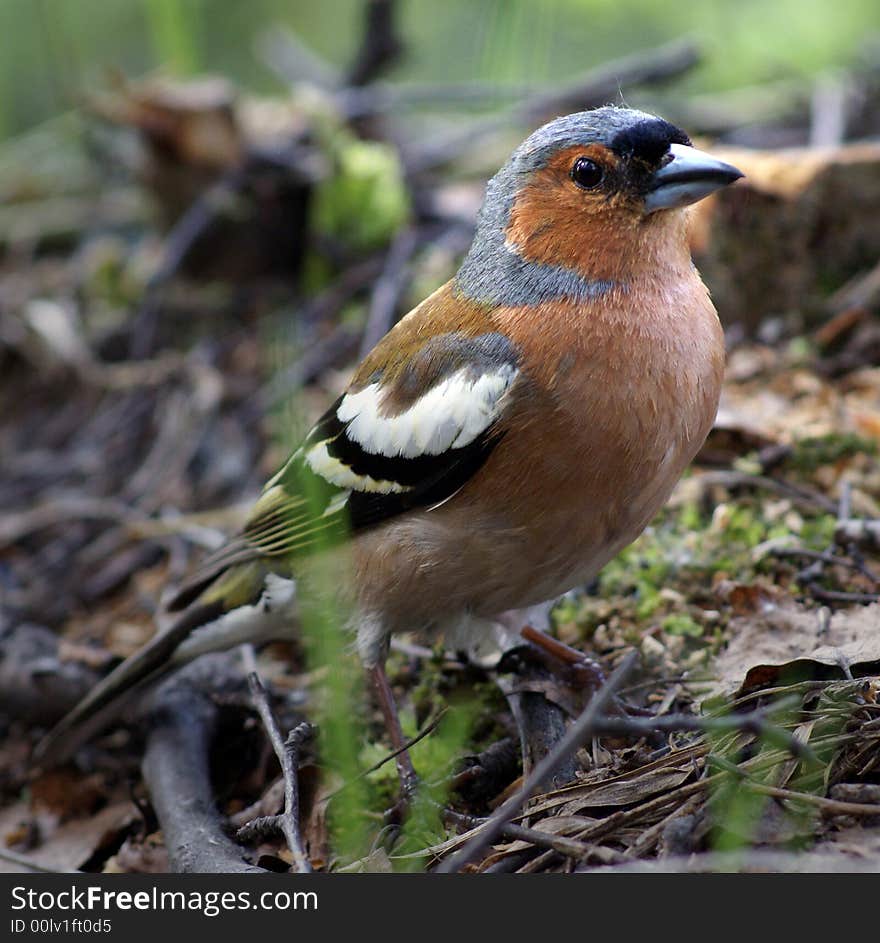 Chaffinch