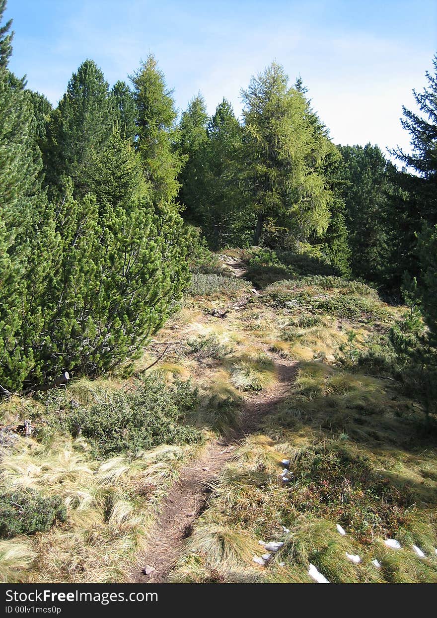 Landscape in nature with trees and grass. Landscape in nature with trees and grass