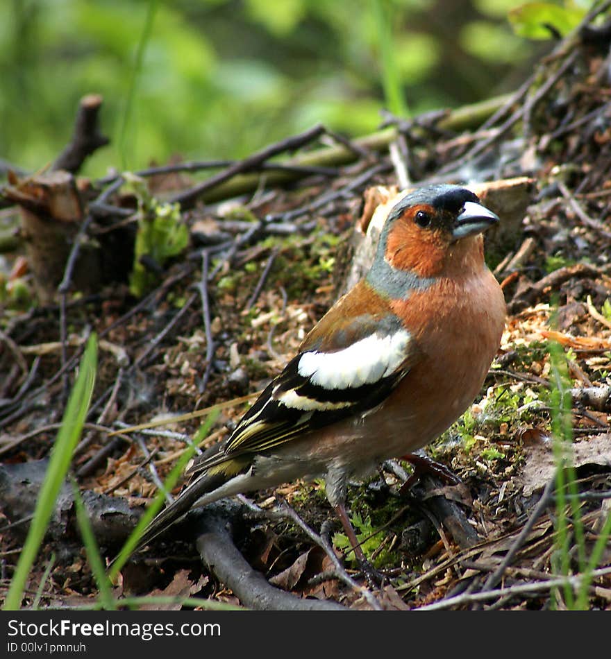 Chaffinch