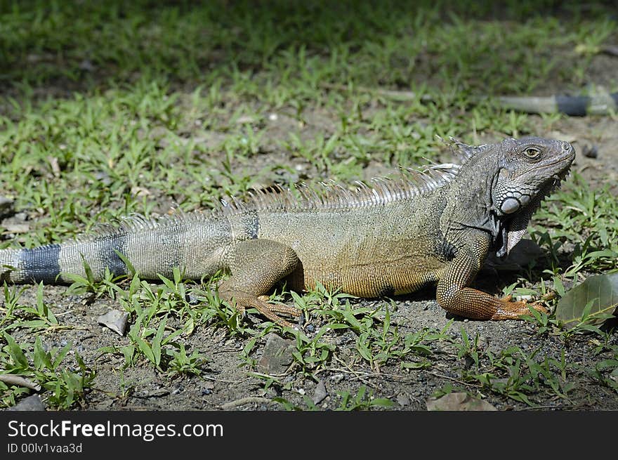 An iguana in a grass field on the Sinú river bank near Monteria, Cordoba, Colombia. An iguana in a grass field on the Sinú river bank near Monteria, Cordoba, Colombia.