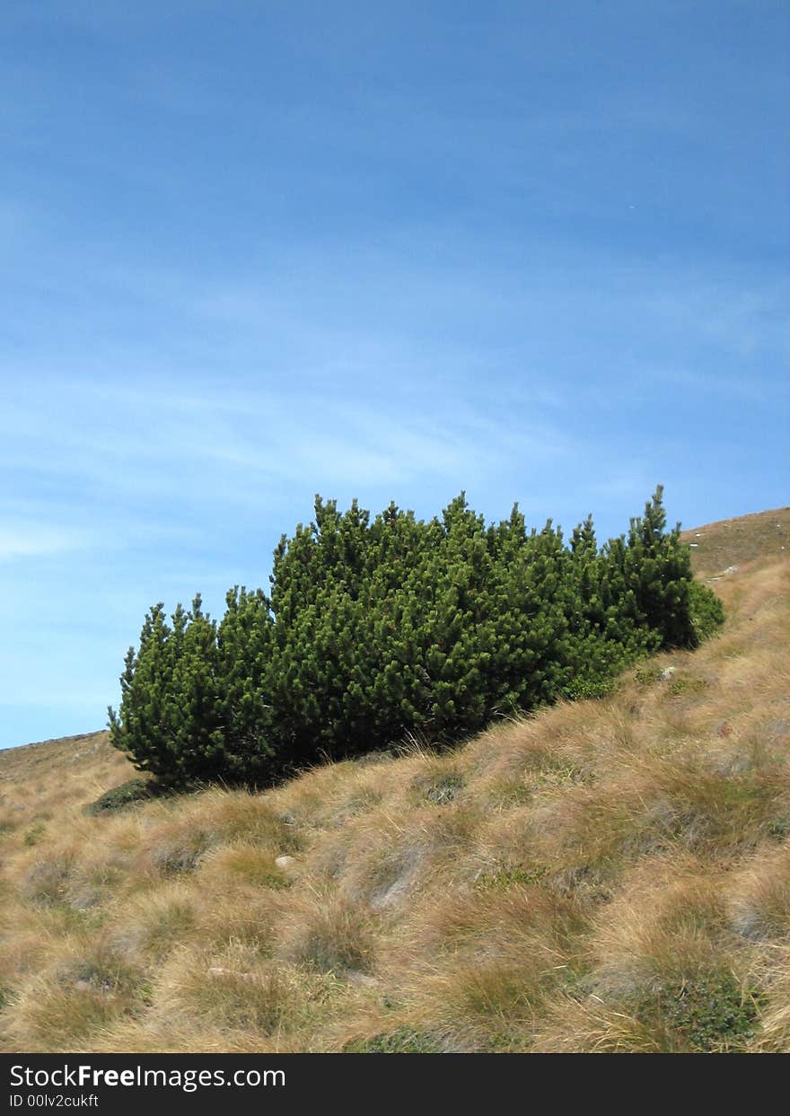 Landscape in nature with trees and grass. Landscape in nature with trees and grass