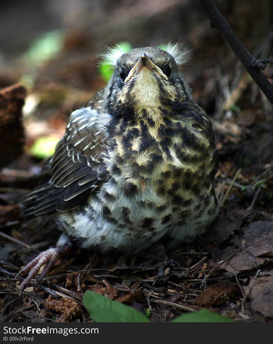 Thrush