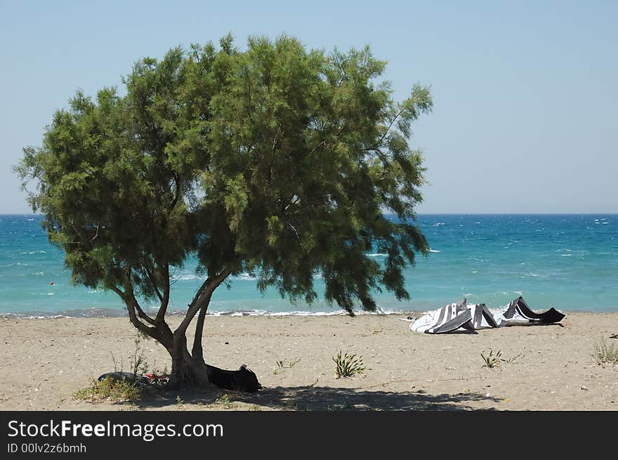 Tree beach