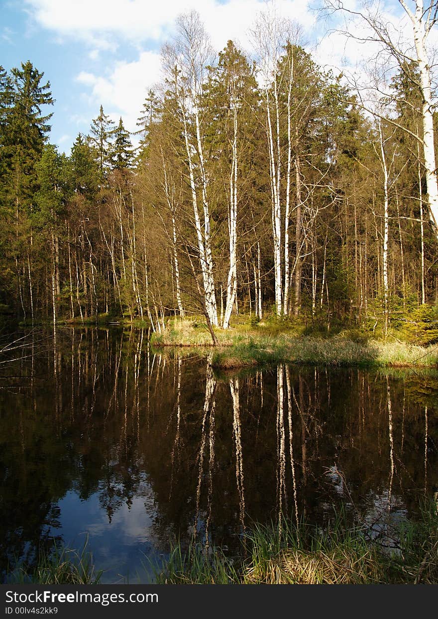 Birch wood and lake in spring