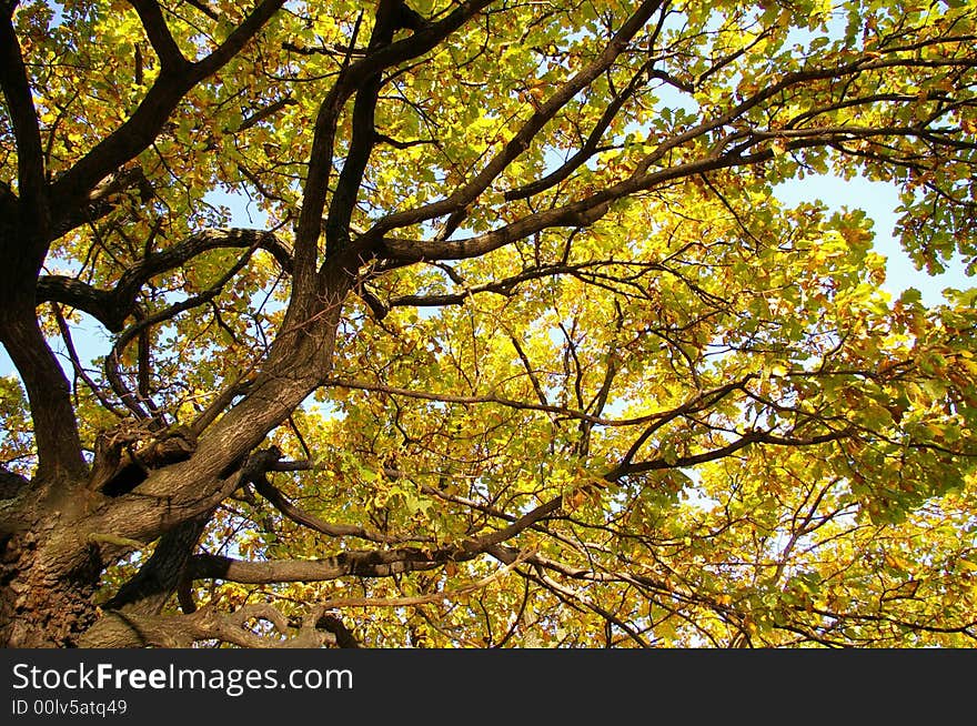 Branches of an autumn oak on a background of the sky