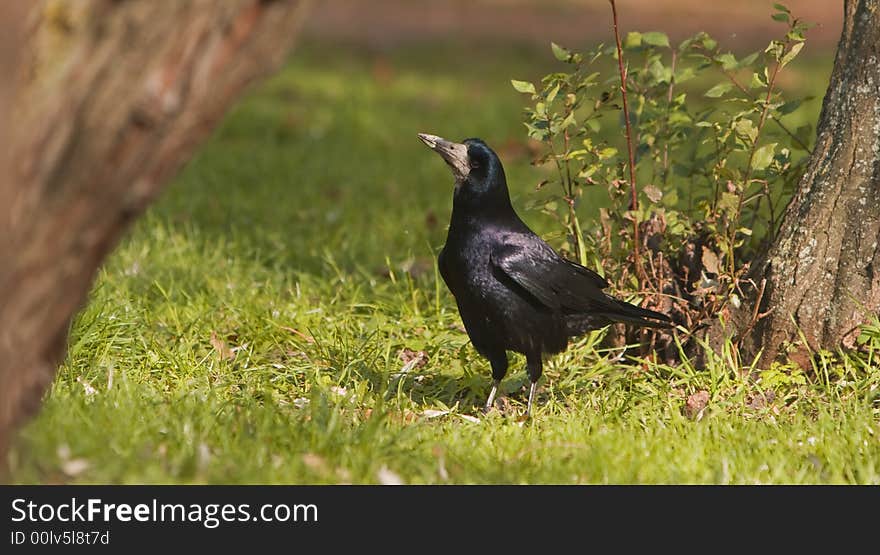 Image of a crow in a forest.Interesting variation of clarity from the left to the right.Shot with Canon 70-200mm f/2.8L IS USM. Image of a crow in a forest.Interesting variation of clarity from the left to the right.Shot with Canon 70-200mm f/2.8L IS USM