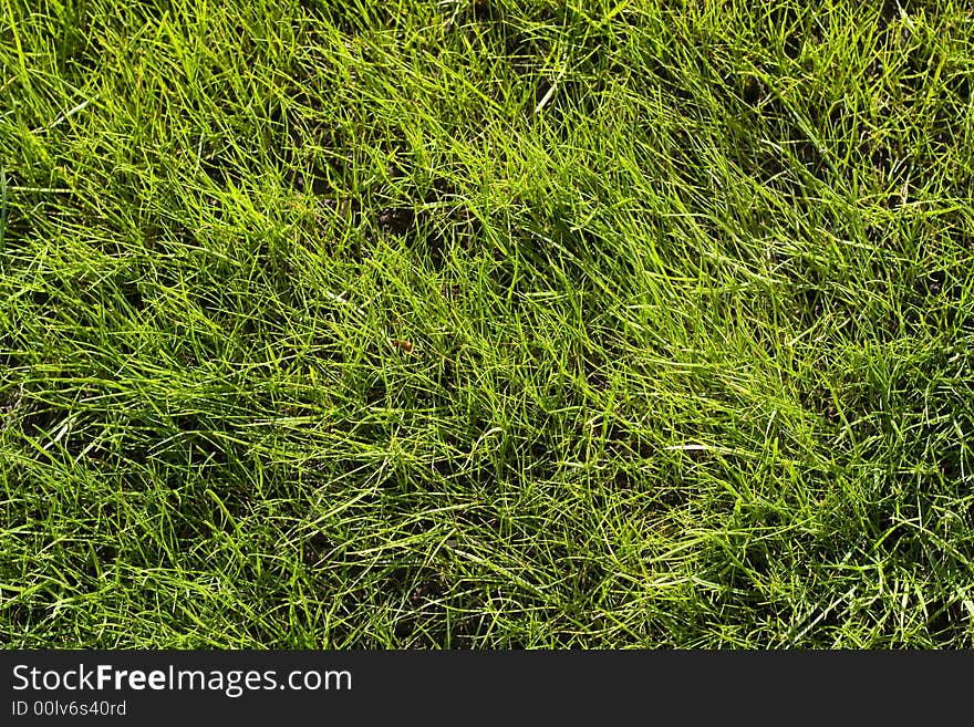 Close picture of grass plot. Close picture of grass plot