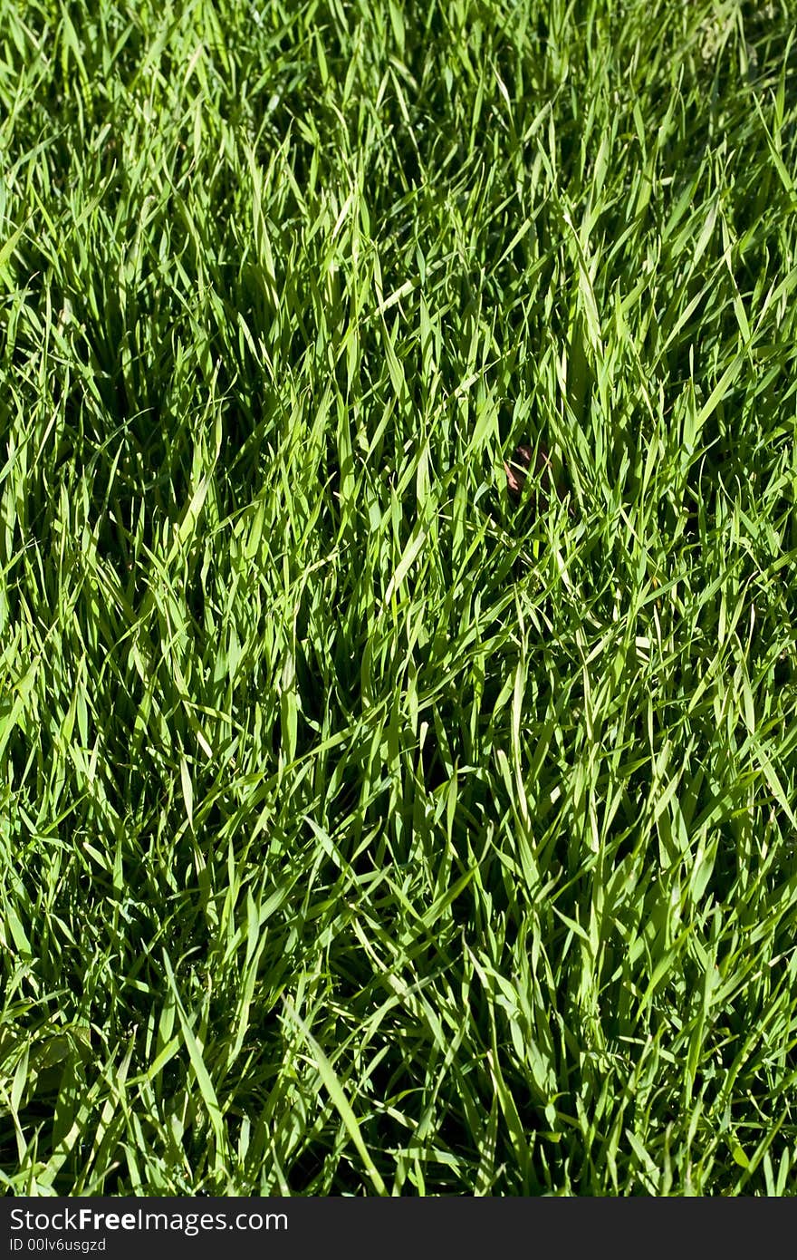 Close picture of grass plot. Close picture of grass plot