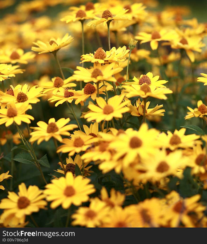 Gold flowers on the autumnal meadow