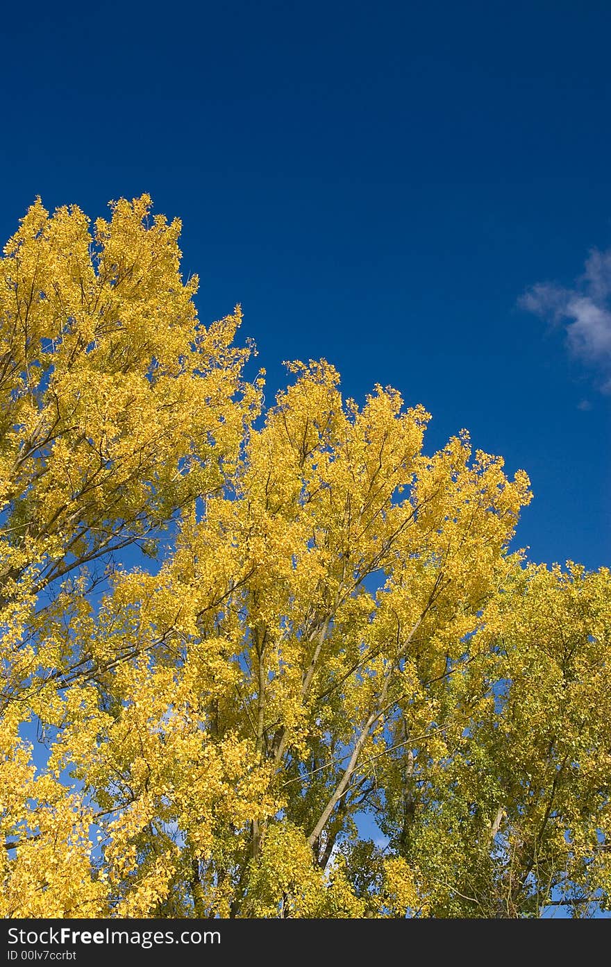 Fall colors in park