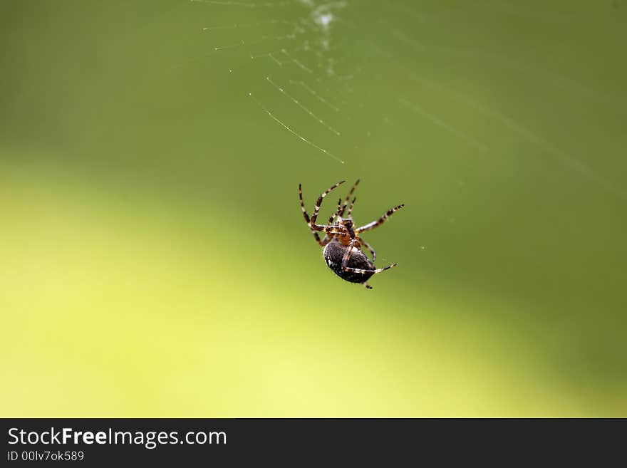 Cross spider