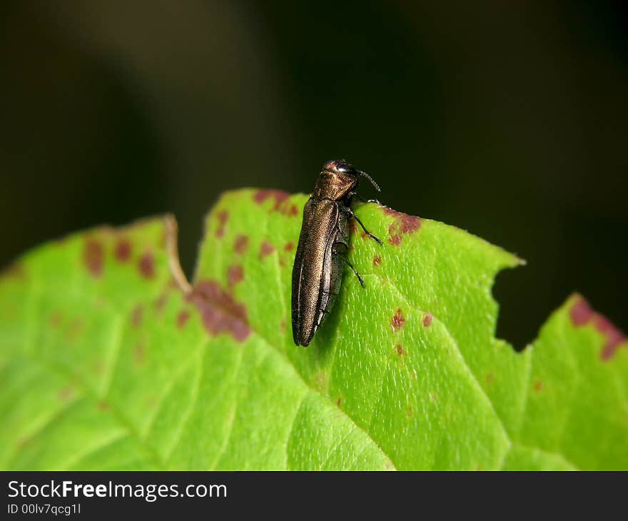 The bug on a green leaf. The bug on a green leaf.