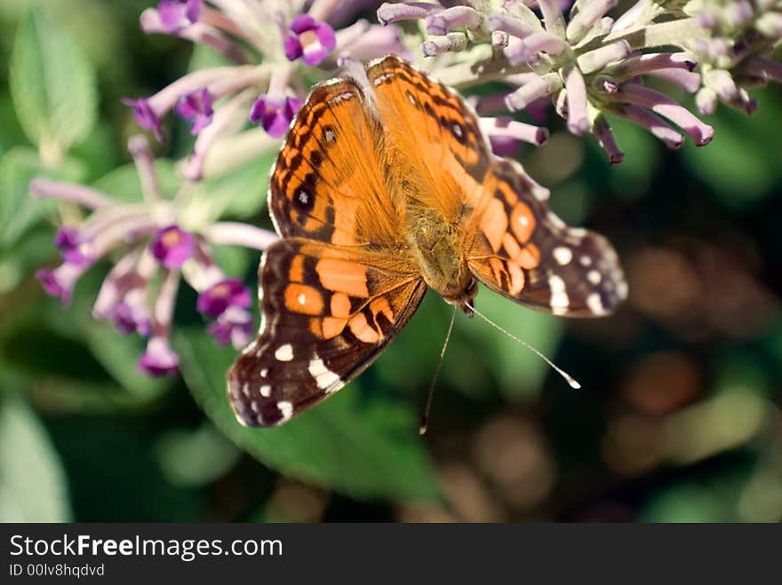 An upside down butterfly on a butterfly bush. An upside down butterfly on a butterfly bush.