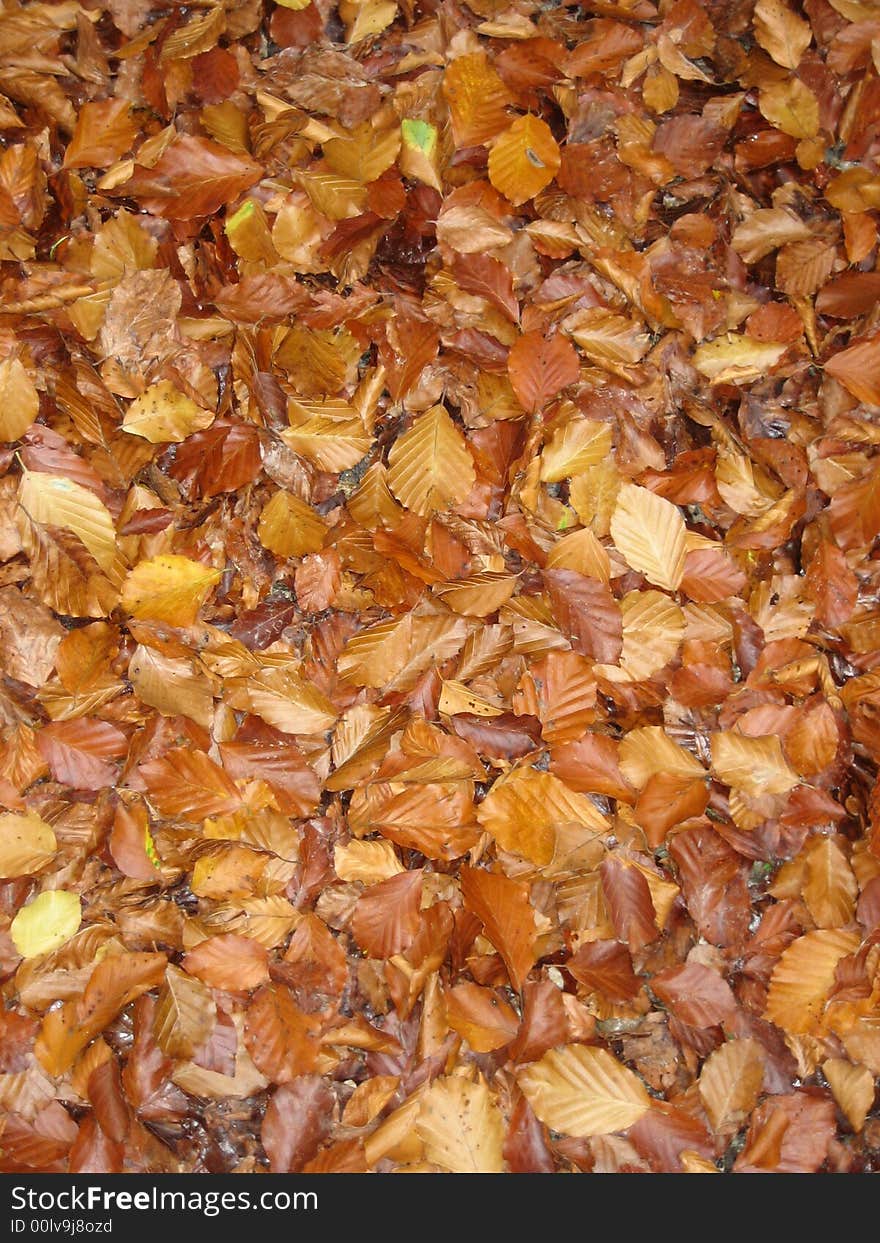 Many Leaves in autumn with brown colours. Many Leaves in autumn with brown colours