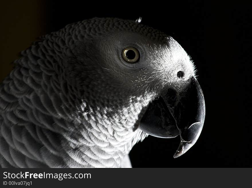 The African Grey Parrot