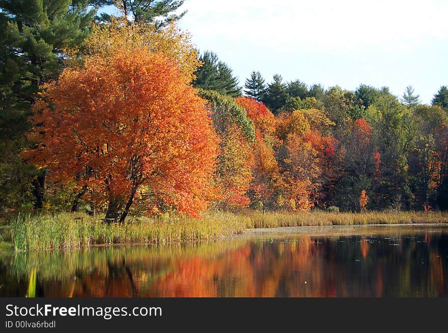 Red, Yellow, and orange trees reflected in a lake. Red, Yellow, and orange trees reflected in a lake