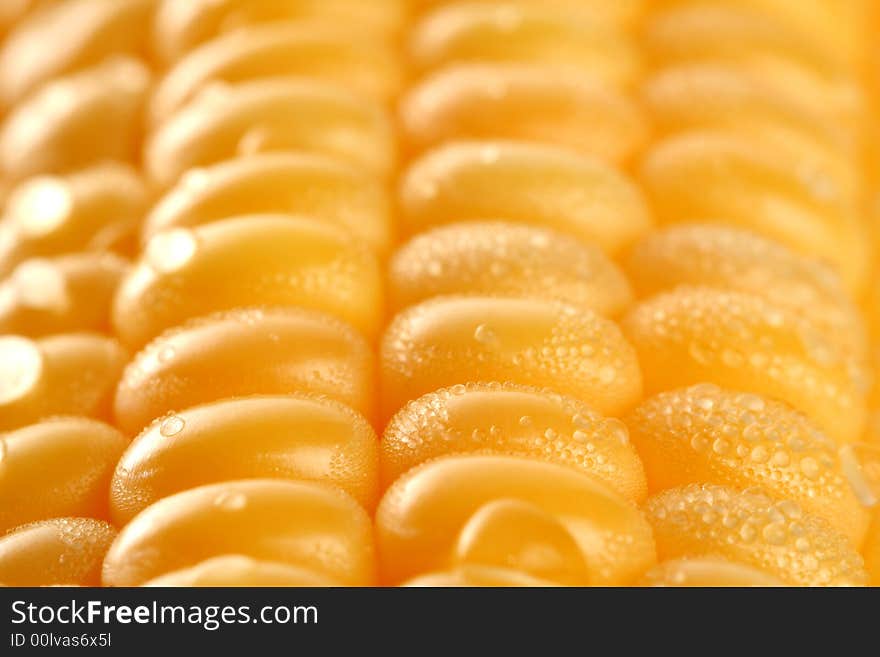 Fresh grains of corn and dewdrop, background