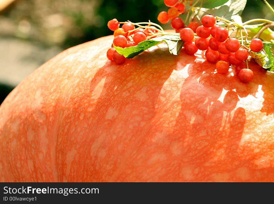 Red berries on pumpkin