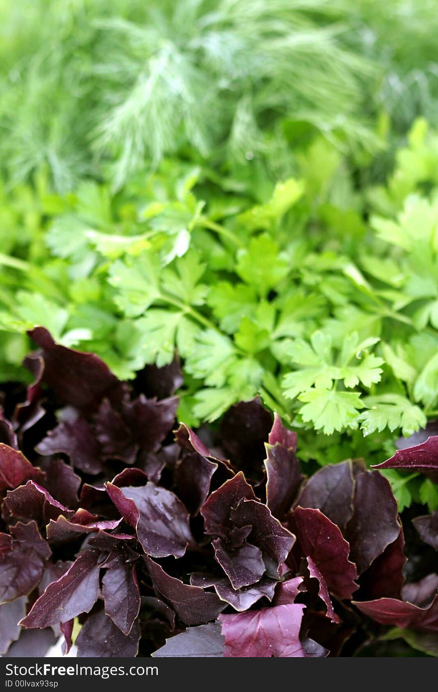 Fresh leaves of basil, parsley