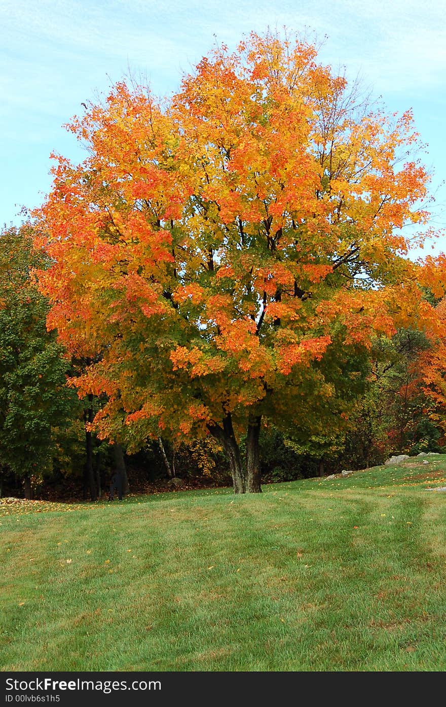 Autumn foliage