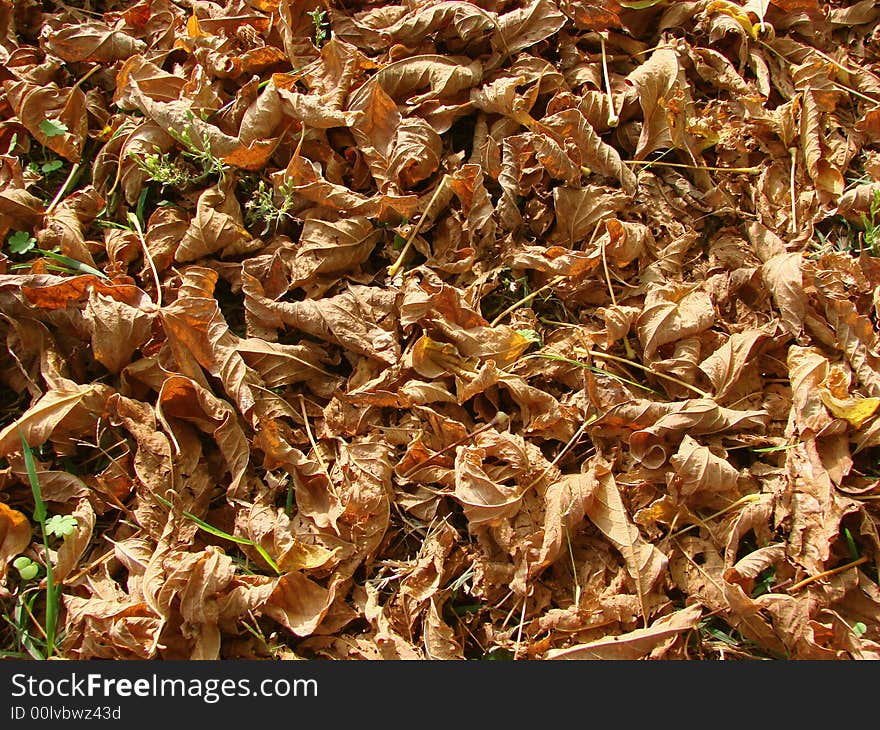 Red dry leaves on a field in October. Red dry leaves on a field in October