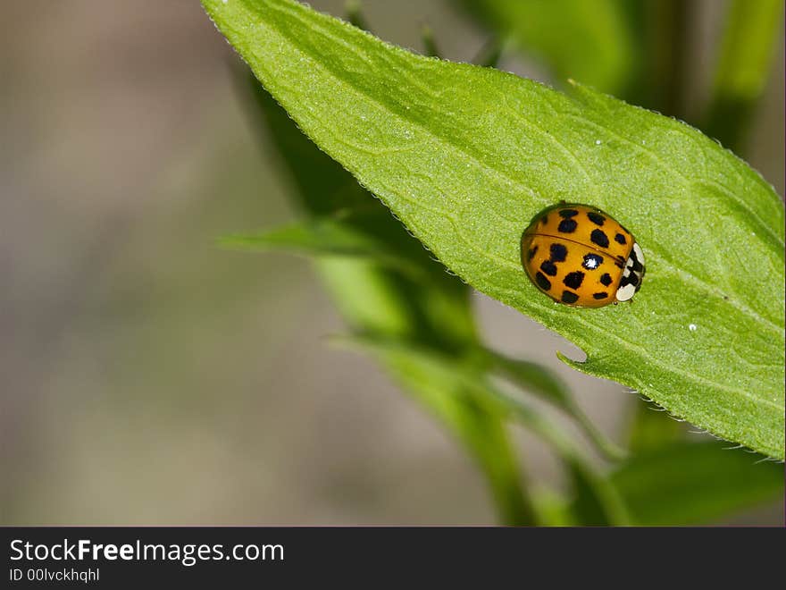 Lady-beetle